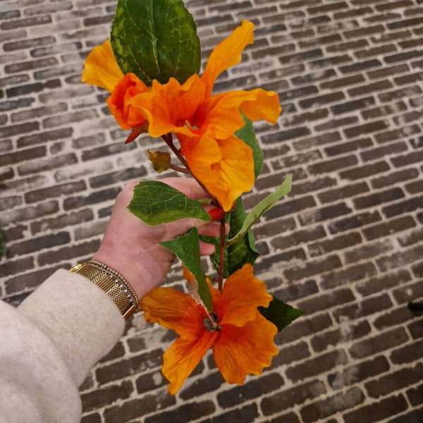 Zijdenbloem hibiscus