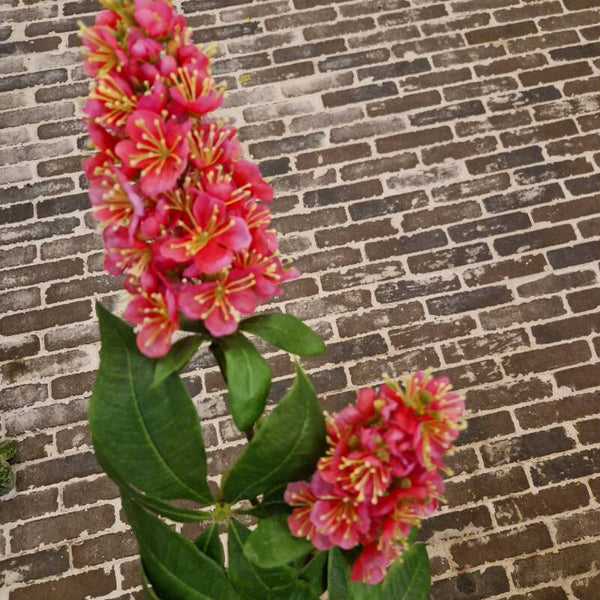 Zijdenbloem chestnut