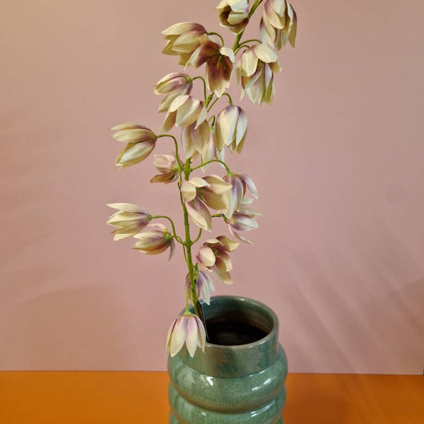 Zijdenbloem shirui