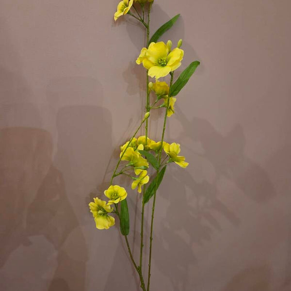 Zijdenbloem primula