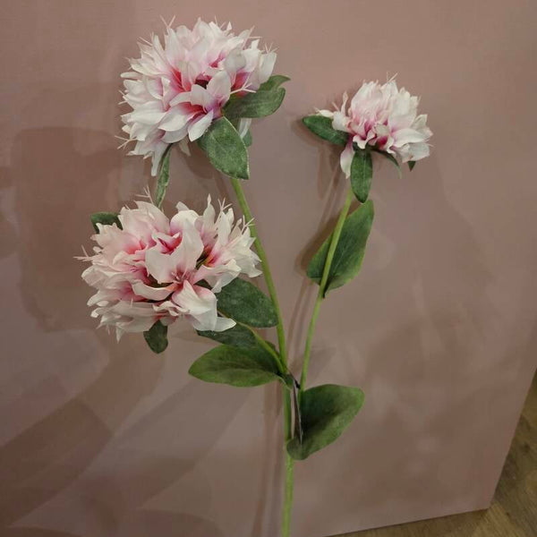 Zijdenbloem monarda