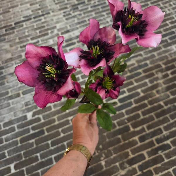 Zijdenbloem Helleborus
