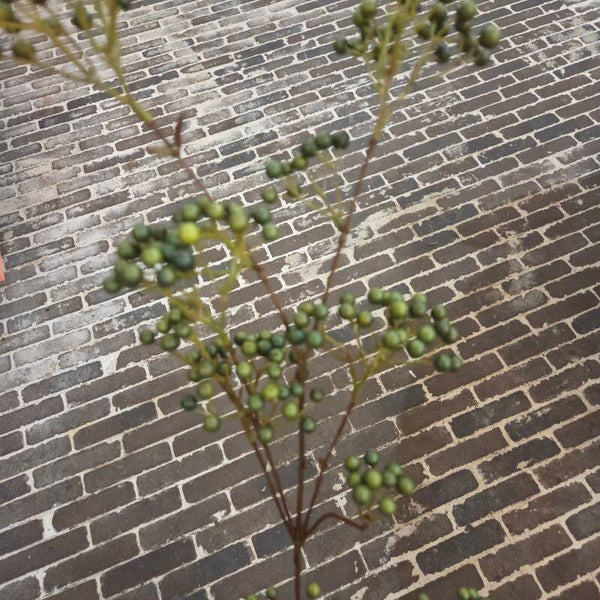 Zijdenbloem berry