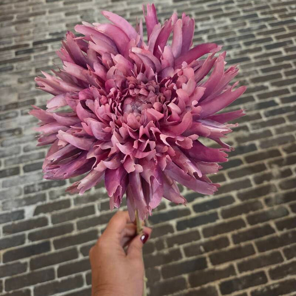 Zijdenbloem spinchrysant
