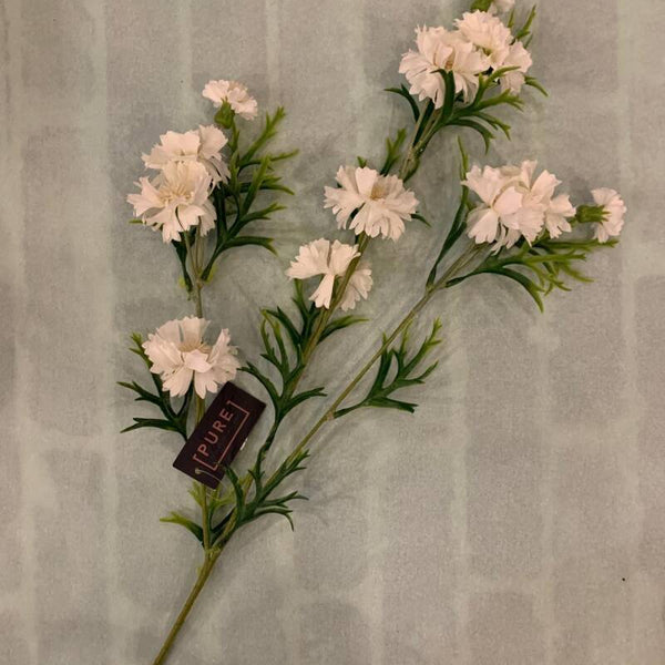 Zijdenbloem korenbloem