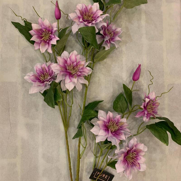 Zijdenbloem clematis