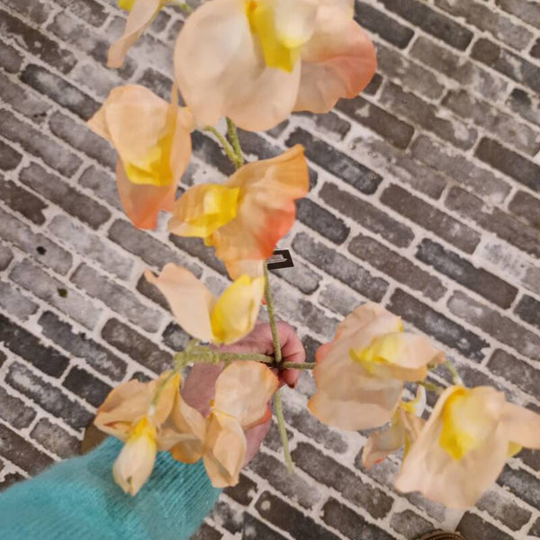 Zijdenbloem Lathyrus