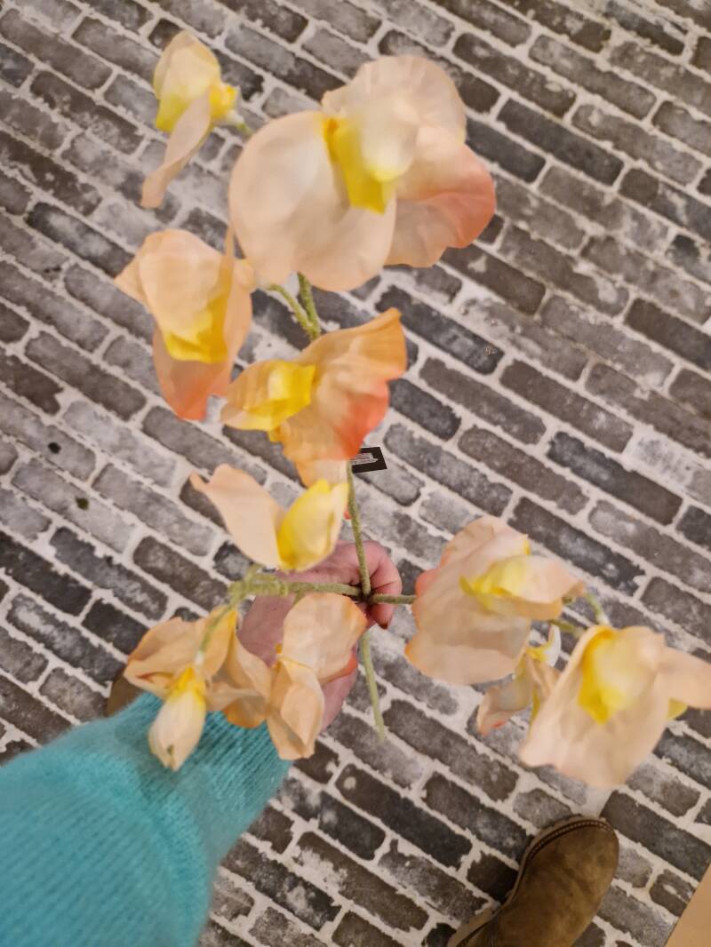 Zijdenbloem Lathyrus