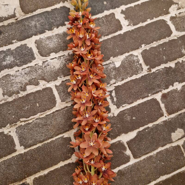 Zijdenbloem Eremuris