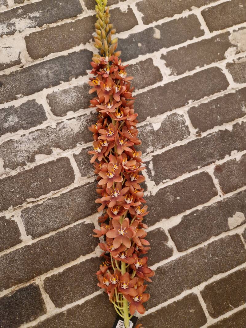 Zijdenbloem Eremuris