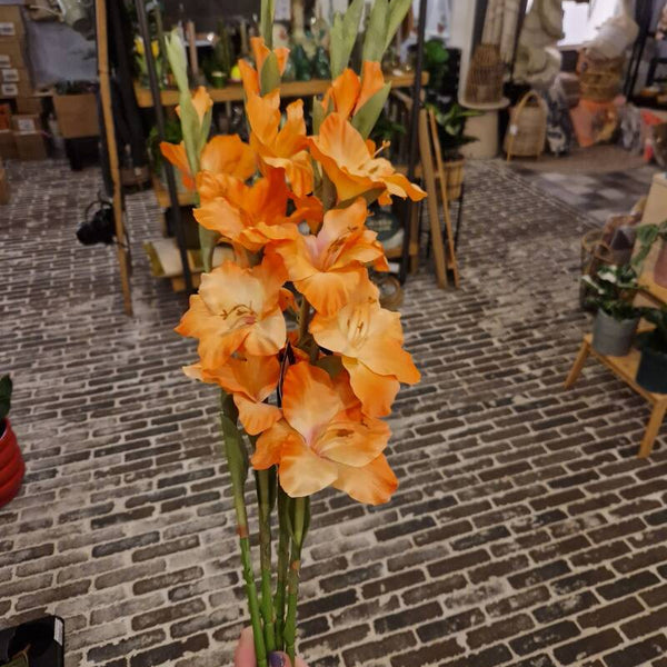 Zijdenbloem gladiool