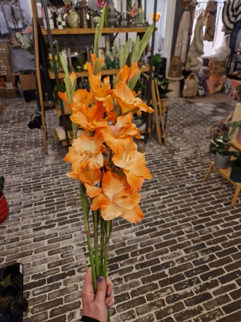 Zijdenbloem gladiool