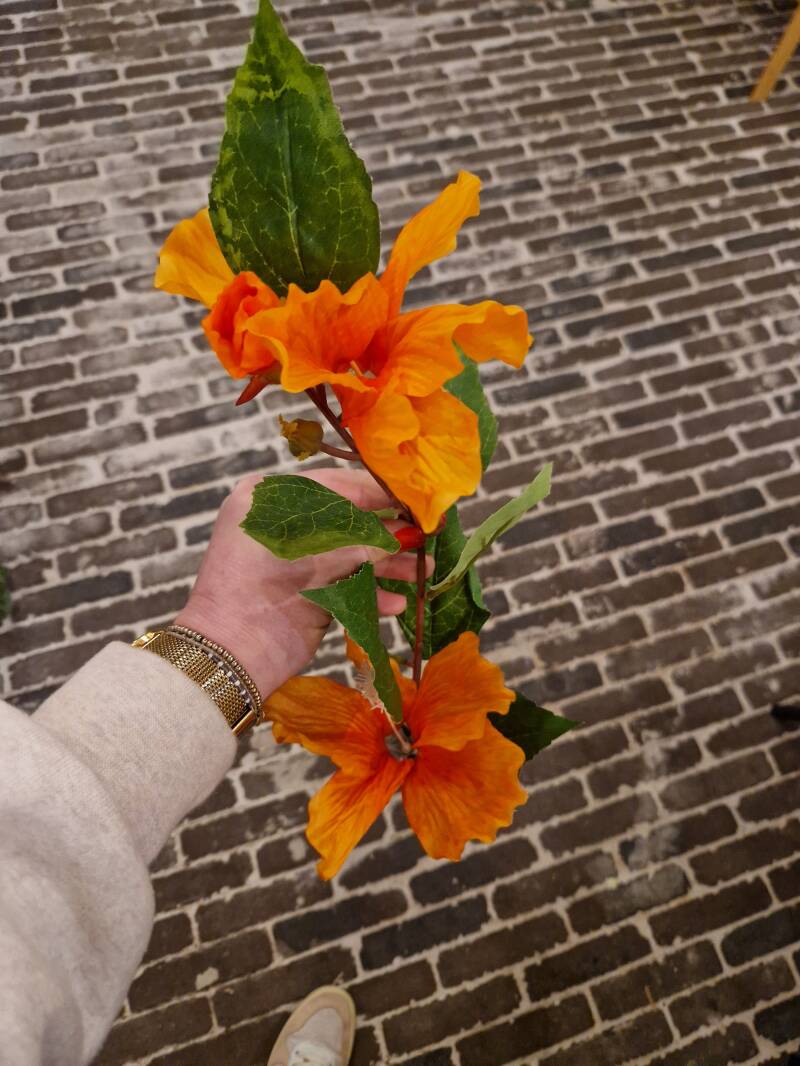 Zijdenbloem hibiscus