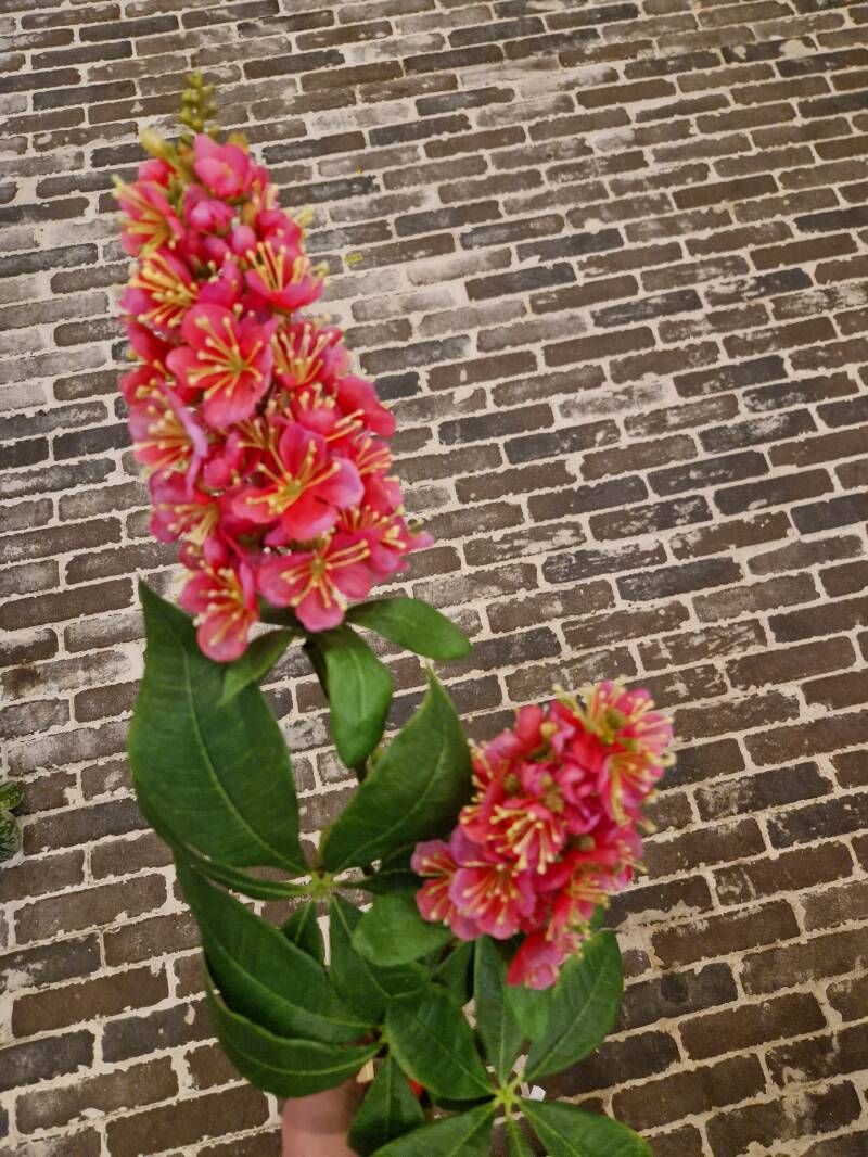 Zijdenbloem chestnut