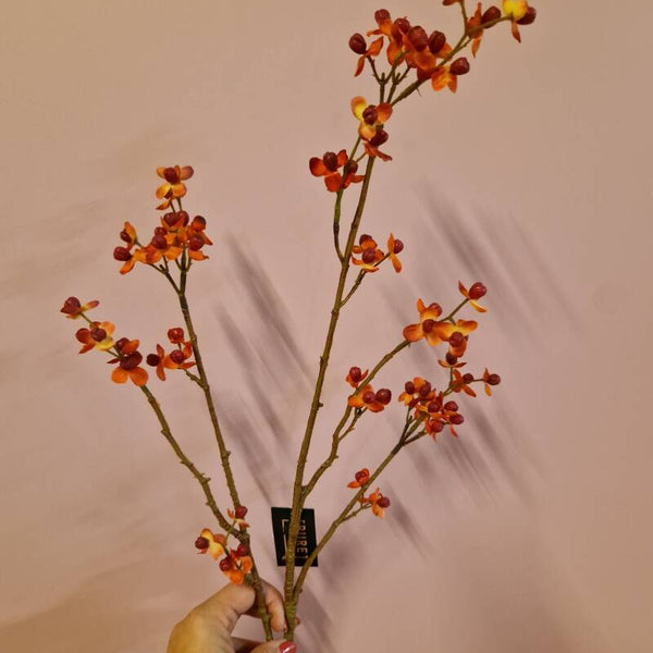 Zijdenbloem bitter