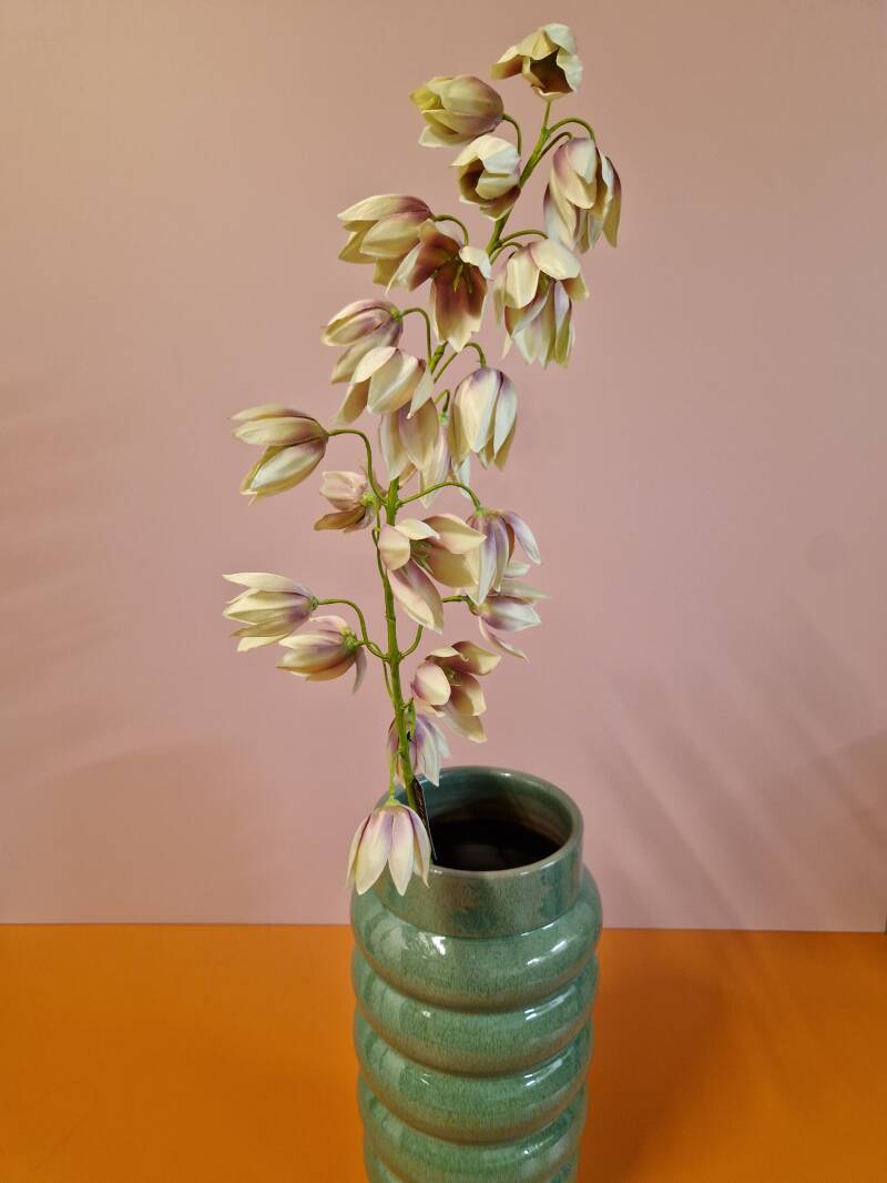 Zijdenbloem shirui