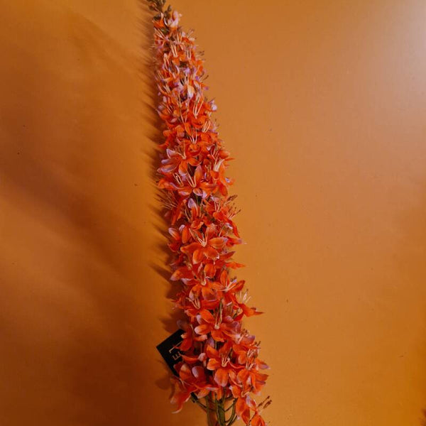 Zijdenbloem eremurus