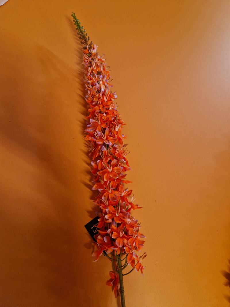 Zijdenbloem eremurus
