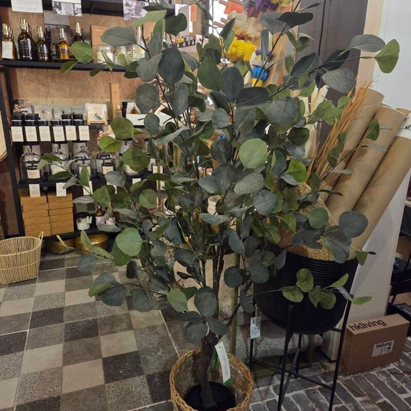 Eucalyptus