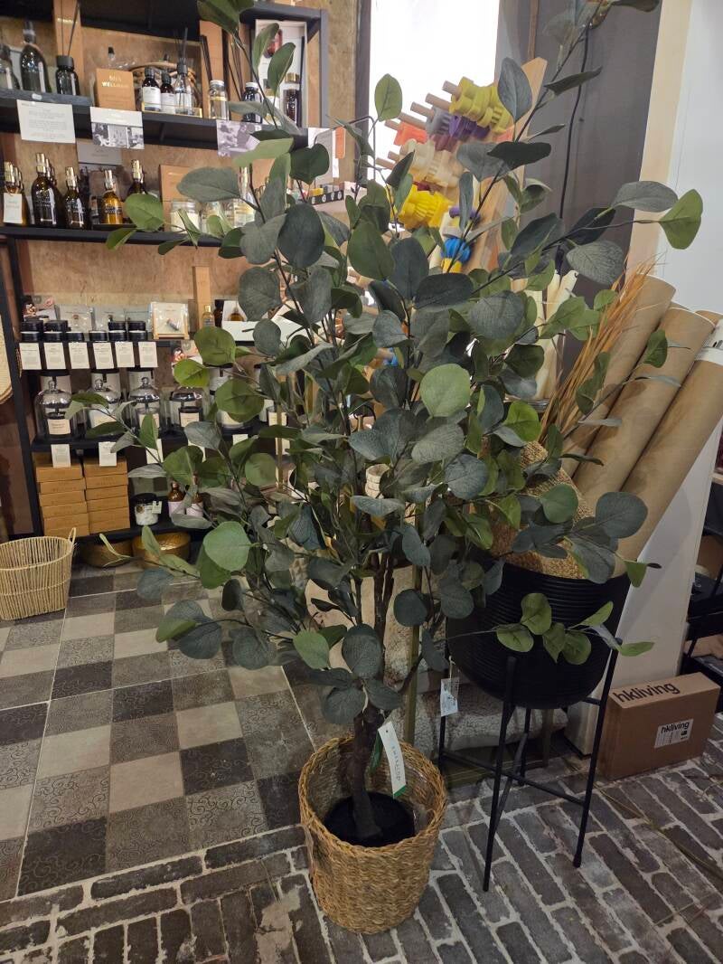 Eucalyptus