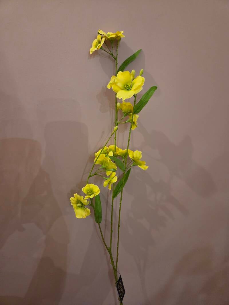 Zijdenbloem primula