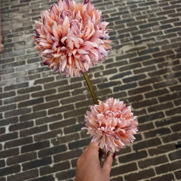 Zijdenbloem balchrysant