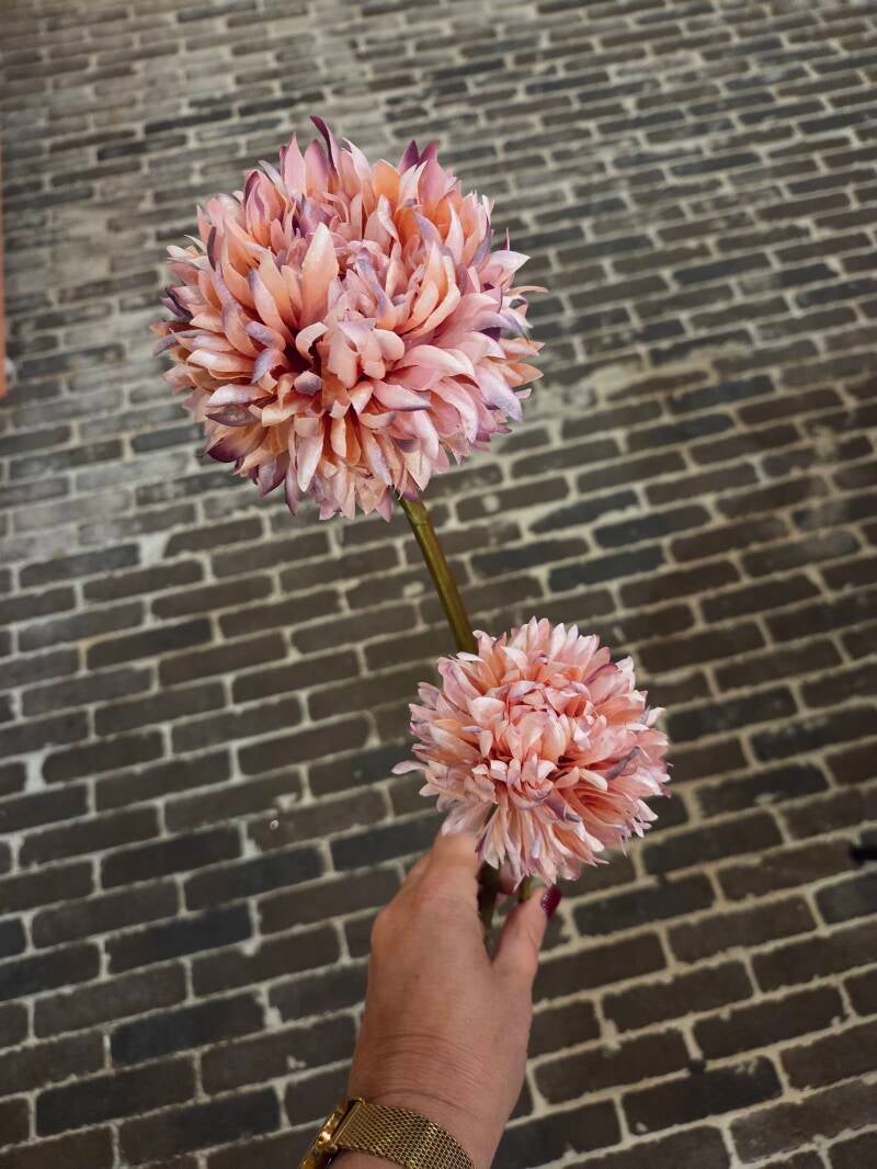 Zijdenbloem balchrysant