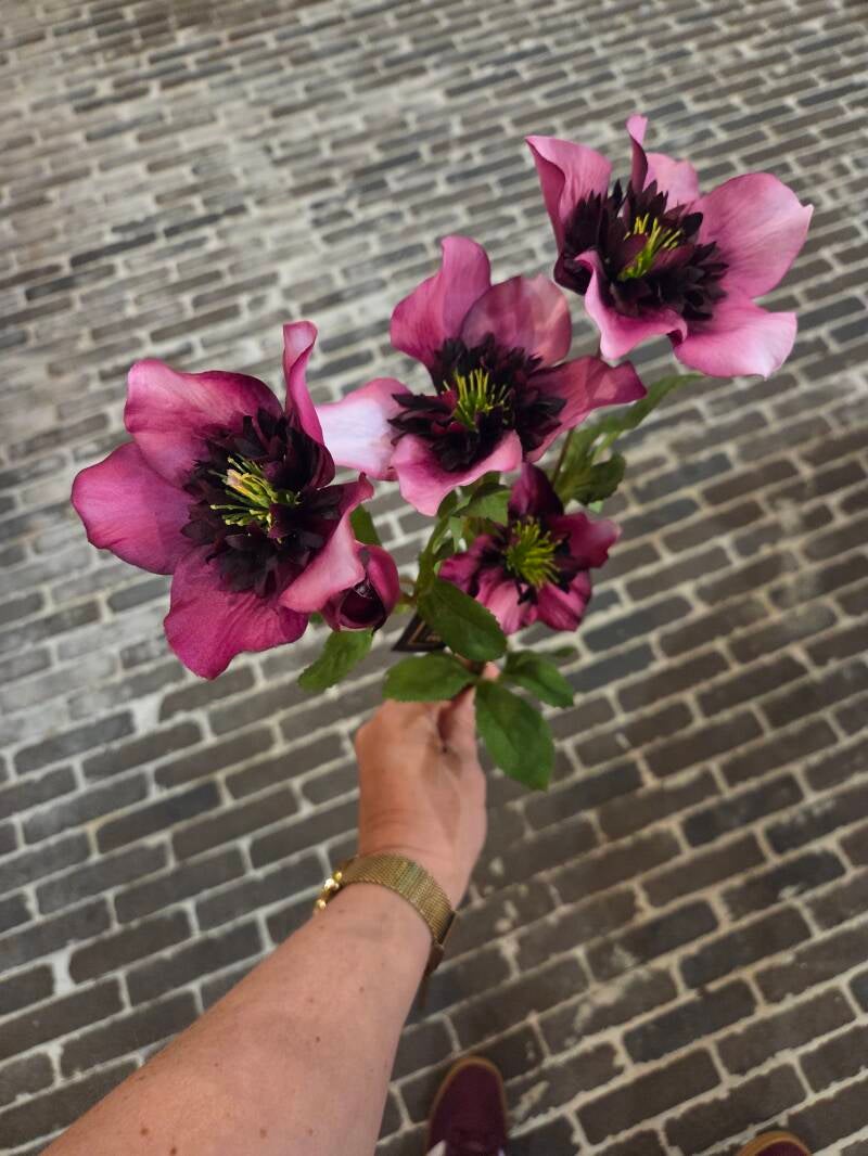 Zijdenbloem Helleborus