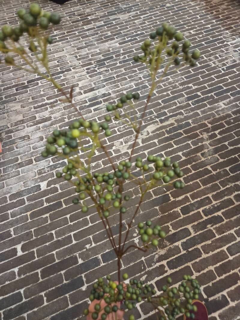 Zijdenbloem berry