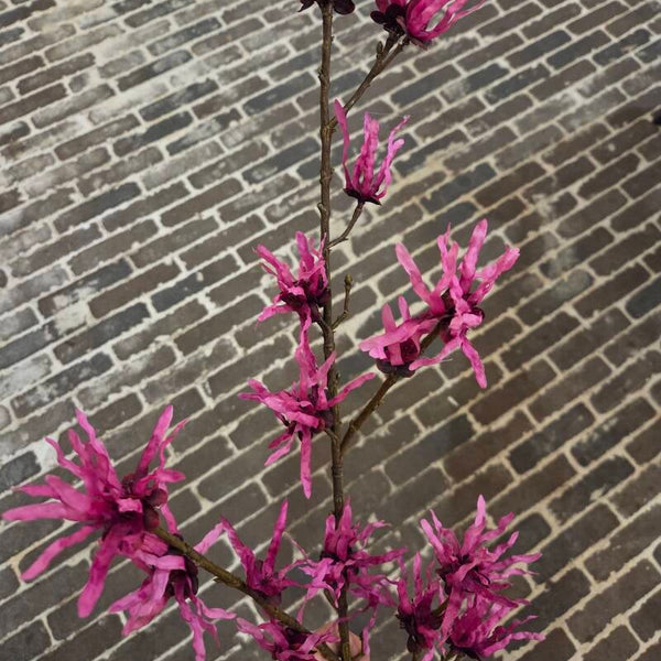 Zijdenbloem hamamelis