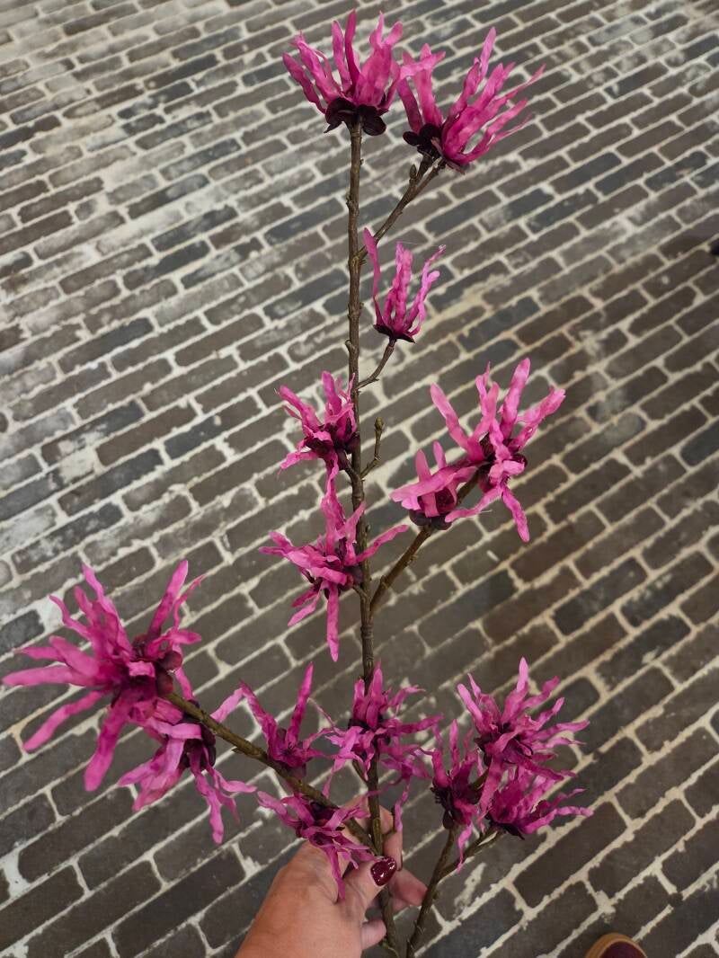 Zijdenbloem hamamelis