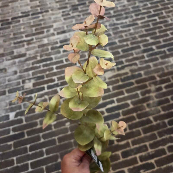 Zijdenbloem eucalyptus