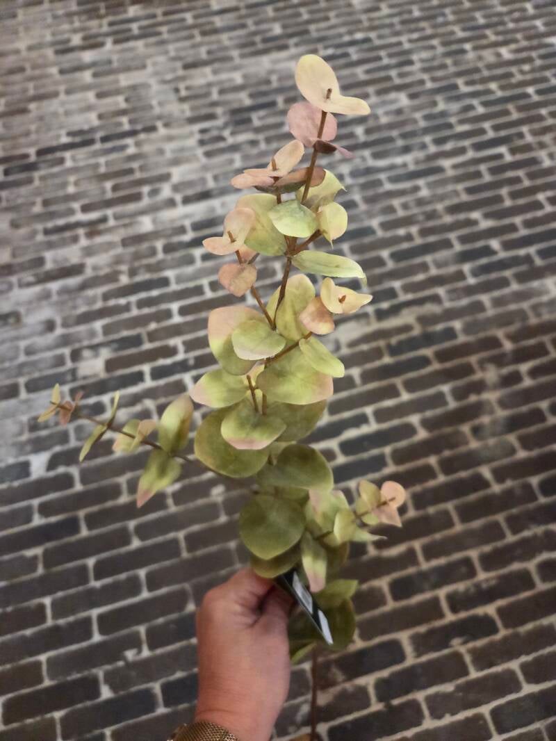 Zijdenbloem eucalyptus
