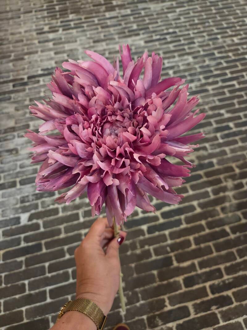 Zijdenbloem spinchrysant