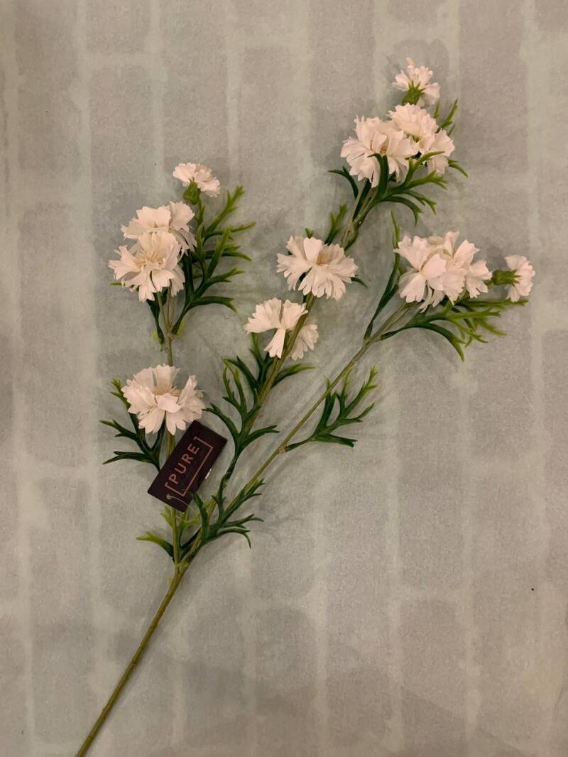 Zijdenbloem korenbloem