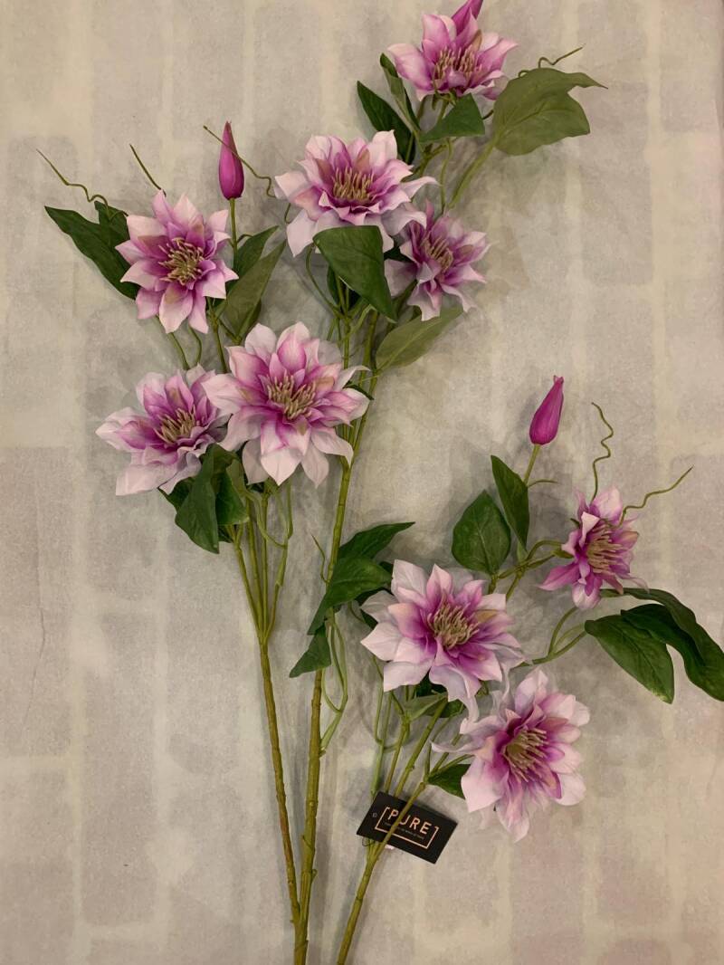 Zijdenbloem clematis