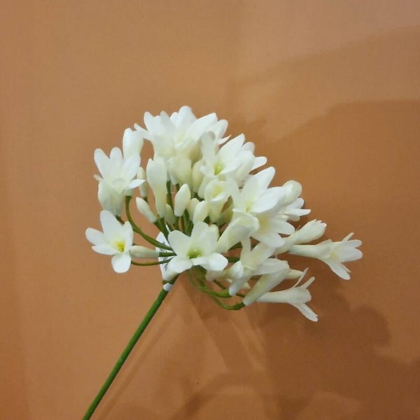 Zijdenbloem witte