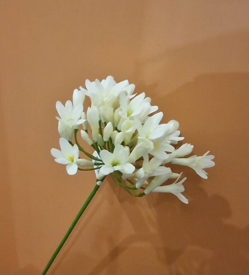 Zijdenbloem witte